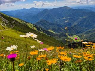Eine blühende Alpenblumenwiese, mit vor allem gelben Blüten. Im Hintergrund viele bewaldete Berggipfel.