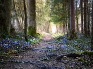 Waldweg mit lila Blumen