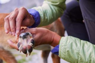 Eine Person cremt die Pfote eines Hundes mit einer weißen Salbe ein. Die Hände der Person und die Pfote des Hundes stehen im Fokus des Bildes.