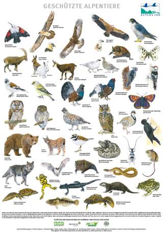 Poster mit Abbildungen von durch Natura 2000 geschützte Alpentiere.