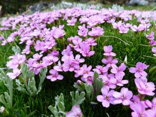 Ein Polster Stängelloses Leimkraut mit vielen Blüten.