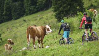 Zwei Mountainbiker fahren bergab auf einem Weg