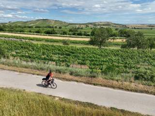 Rebzeilen und Felder säumen die Radwege im Burgenland.