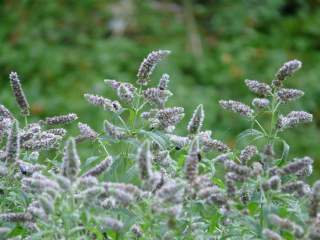 Auf den Blüten der Rossminze tummeln sich Insekten