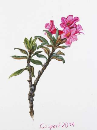 Illustration Rostblättrige Alpenrose