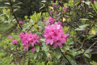 Rostblättrige Alpenrose