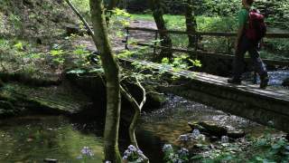 Saar-Hunsrück-Steig - Baybachtal