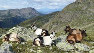 Sarntaler Hufeisentour: Ziegen auf dem Getrum-Höhenweg