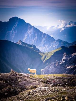 Schaf vor Bergpanorama