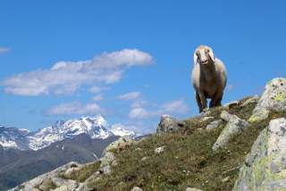 Schaf an der Tatschspitze vor dem, am letzten Wochenende noch verschneiten Olperer.