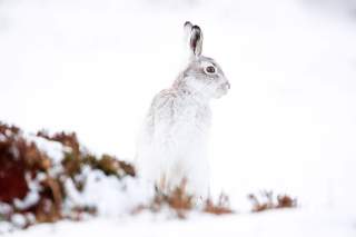 Schneehase im Schnee