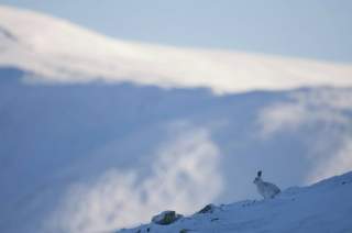 Schneehase