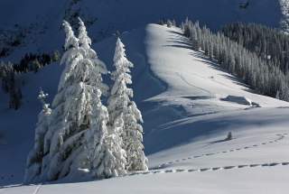 Verschneite Bergfichten in den Allgäuer Voralpen.