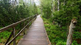 Holzbohlenweg über ein Hochmoor mit dichtem Bewuchs.