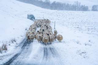 Auf einer Straße in verschneiter Landschaft läuft eine Schafherde. Dahinter ein Land Rover.