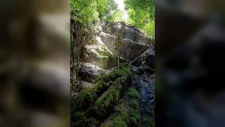 Mit Moos überwachsene Felswand mit einem einzelnen Baum, der darauf wächst. Die Sonne scheint sanft in die Schlucht.