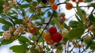 Früchte des Erdbeerbaumes