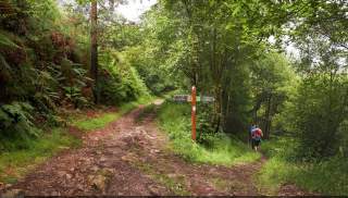 Wanderweg führt durch grünen Wald