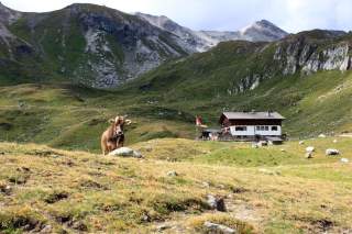 Da macht man schon mal große Kuhaugen: die schöne Sesvannahütte im Sommer.