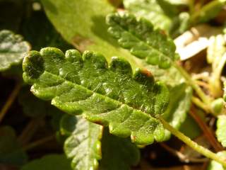 Silberwurz