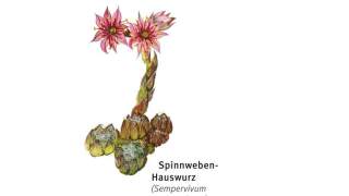 Illustration eines Spinnweben-Hauswurzes