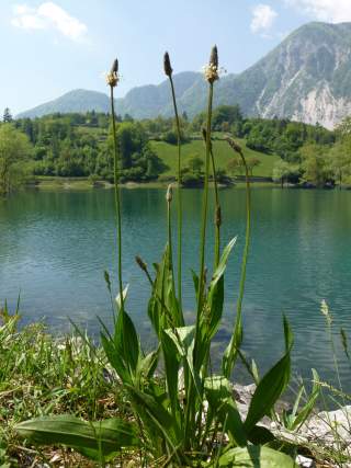 Spitzwegerich