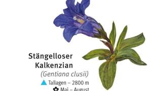 Illustration eines Stängellosen Kalkenzians