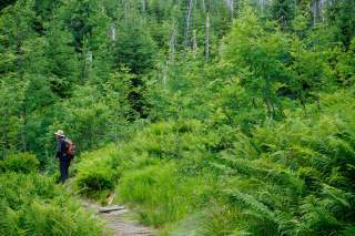 Mann auf Steig im Wald