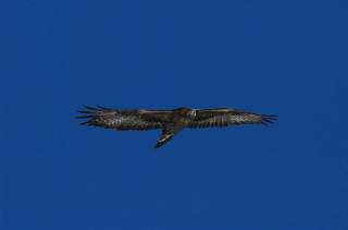 Fliegender Steinadler vor blauem Himmel