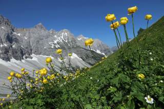 Trollblumen nahe der Falkenhütte im Karwendel.
