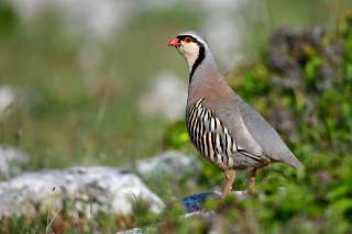 Ein Steinhuhn steht auf einem kleinen Fels in einer Bergwiese.