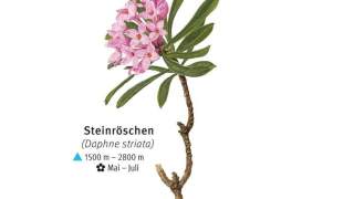 Illustration eines Steinröschens