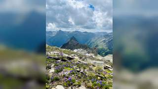Hochgebirgslandschaft mit lila Blumen im flachen Schrofengelände.