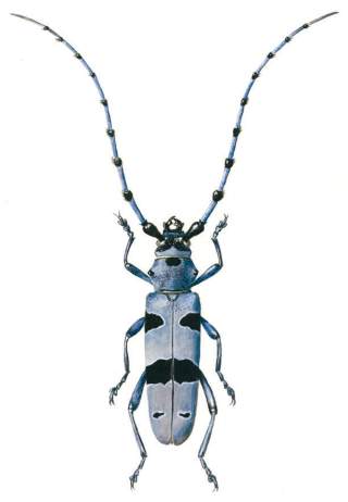 Ein prächtiger blauer Käfer mit schwarzen Stellen sowie langen Fühlern.