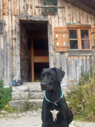 Ein schwarzer Hund sitzt vor einer Hütte