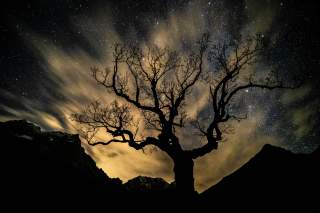 Baum in den Bergen vor Sternenhimmel