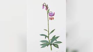 Illustration Türkenbundlilie