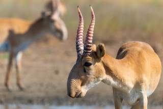 Ein männliches Saiga im Vordergrund, dahinter umscharf weitere Tiere.
