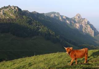 Ein zotteliges Hochlandrind mit Hörnern steht auf einer grünen Wiese vor bewaldeten Bergen.