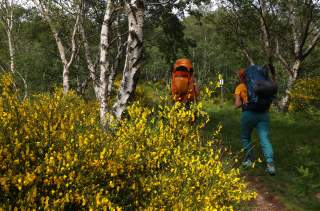 Zwei Wandernde mit großen Rucksäcken gehen auf einem schmalen Waldweg zwischen Birken und gelb blühenden Sträuchern.