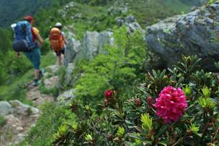 Zwei Wanderer mit Rucksäcken gehen einen schmalen Bergpfad entlang, im Vordergrund blüht eine pinke Alpenrose.