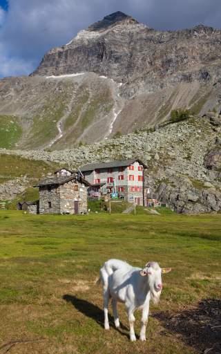 Auf der Alpe Prabella grasen Ziegen unweit des Rifugio Cristina