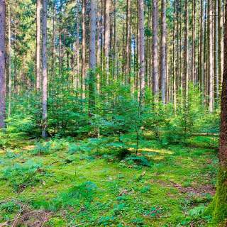 Wald