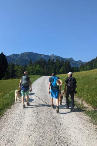 Wanderer mit Hunden auf einem Forstweg mit Bergpanorama