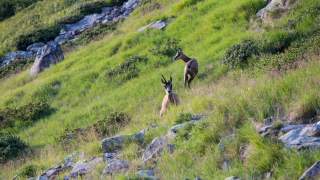Gämsen sind kein seltener Anblick im wenig von Menschen heimgesuchten Val Grande. Foto: Stefan Neuhauser