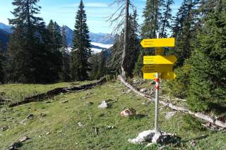 Wegweiser mit mehreren gelben Schildern steht auf einer Bergwiese, umgeben von Tannenbäumen und mit Bergpanorama im Hintergrund.