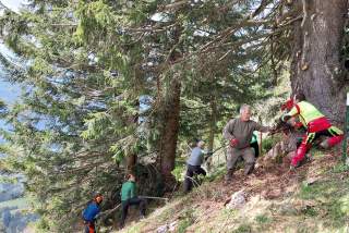 Fünf Personen arbeiten im steilen Waldhang an einem großen Baum, sie entfernen Äste und Gestrüpp.