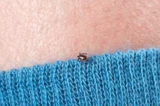 Zecke an Rand von Pullover