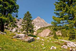 Bergkulisse mit Zirbe