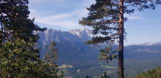 Blick auf Zugspitzmassiv, Bäume im Vordergrund